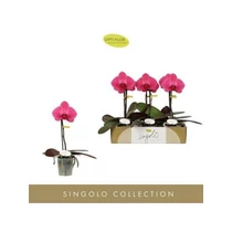 Phalaenopsis SINGOLO HILDA