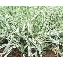 Phalaris arundinacea var. picta - Csíkos zöld pántlikafű - Kerti tavi növény