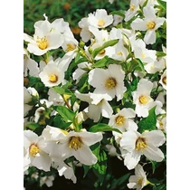 Philadelphus 'Erectus' - Szimpla virágú jezsámen