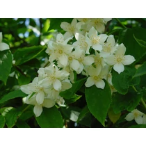Philadelphus 'Justynka' - Enyhén illatos jezsámen