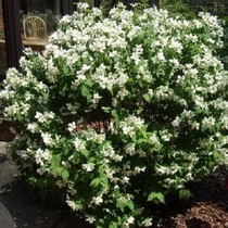 Philadelphus 'Mont Blanc' - Illatos, szimpla virágú jezsámen