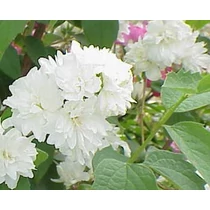 Philadelphus 'Rosace' - Pasztellrózsaszín virágú jezsámen
