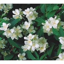 Philadelphus coronarius 'Girandole' - Teltvirágú jezsámen