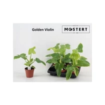 Philodendron GOLDEN VIOLIN