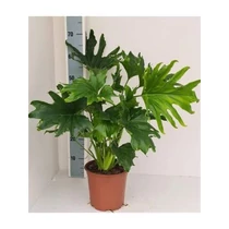 Philodendron LICKETY SPLIT