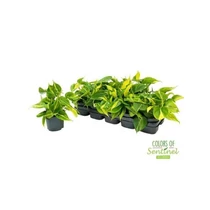 Philodendron SCANDENS BRASIL