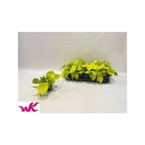 Philodendron SCAN LEMON LIME