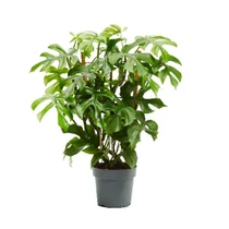 Philodendron MINIMA