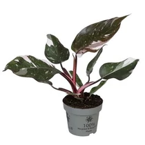 Philodendron RED WONDER