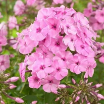 Phlox amplifolia 'Minnehaha' (Nagylevelű lángvirág)