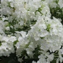 Phlox maculata 'Omega' (Réti lángvirág)      