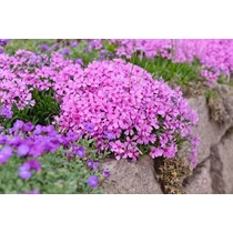 Phlox subulata 'Alexander's Surprise' (Árlevelű lángvirág)