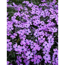 Phlox subulata 'Purple Beauty' (Árlevelű lángvirág)