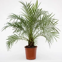 PHOENIX ROEBELENII