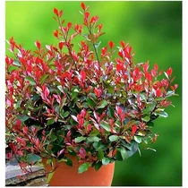 Photinia x fraseri 'Little Red Robin' - 
