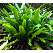 Phyllitis scolopendrium