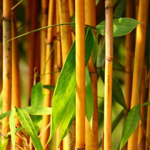 Phyllostachys ‘Aurea’, Bambusz