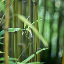 Phyllostachys bissetii, Bambusz