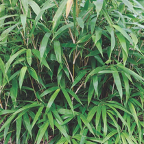 Phyllostachys metake, Bambusz