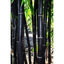Phyllostachys nigra 'Variegata' – Fekete bambusz