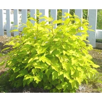 Physocarpus opulifolius 'Dart's Gold' - Sárga levelű hólyagvessző