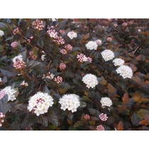 Physocarpus opulifolius 'Diabolo' ® - Bordó levelű hólyagvessző