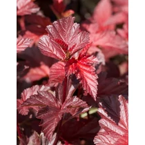 Physocarpus opulifolius 'Lady in Red'® - Lilás-bordó levelű törpe hólyagvessző