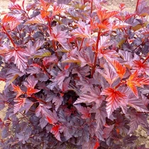 Physocarpus opulifolius 'Little Angel'® - Narancsvörös levelű, törpe hólyagvessző