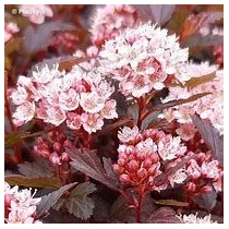 Physocarpus opulifolius 'Little Jocker' - 