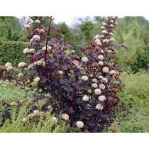 Physocarpus opulifolius 'Red Baron'  - Bordó levelű hólyagvessző