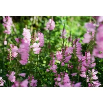 Physostegia virginiana 'Rosea' (Virginiai füzérajak)