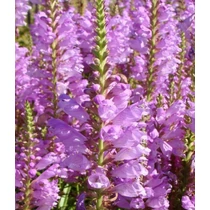 Physostegia virginiana 'Vivid' (Virginiai füzérajak)