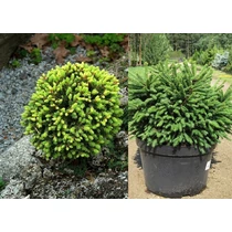 Picea abies 'Barryi' - Törpe gömb lucfenyő