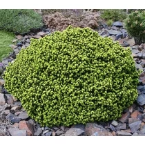 Picea abies 'Little Gem' - Törpe gömb lucfenyő