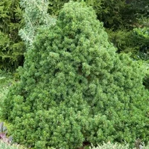 Picea abies 'Tompa' - 