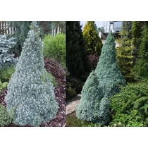 Picea glauca 'Sander's Blue' - Kék cukorsüvegfenyő