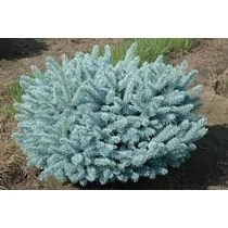 Picea pungens 'Glauca Globosa' - Gömb ezüstfenyő