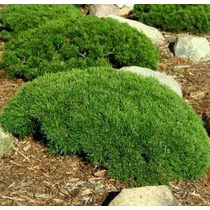 Pinus mugo var. 'Pumilio' - Havasi törpefenyő