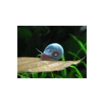 Planorbella sp. blue - Kék postakürt csiga