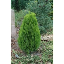 Platycladus orientalis 'Madurodam' - Törpe keleti tuja