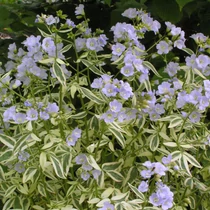 Polemonium reptans 'Stairway to Heaven'  (Indás csatavirág) /tarka lomb/