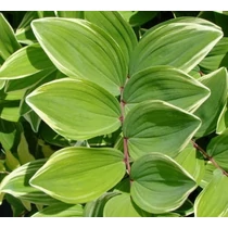Polygonatum multiflorum 'Variegatum' (Fürtös salamonpecsét) /tarka lomb/