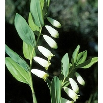 Polygonatum odoratum (Orvosi salamonpecsét)
