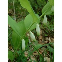 Polygonatum odoratum 'Pruhonice' (Orvosi salamonpecsét)