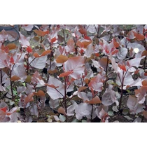 Populus deltoides 'Purple Tower'® - 