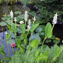 Potederia cordata alba fehér sellővirág