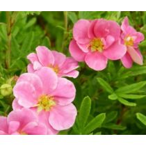 Potentilla fruticosa 'Pink Queen' , Rózsaszín virágú cserjés pimpó