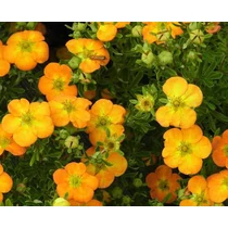 Potentilla fruticosa 'Bella Apple'® - Narancsos-sárga virágú pimpó