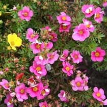 Potentilla fruticosa 'Bella Rosa'® - 