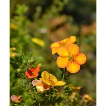 Potentilla fruticosa 'Bella Sol'®  - Narancsos-sárga virágú pimpó